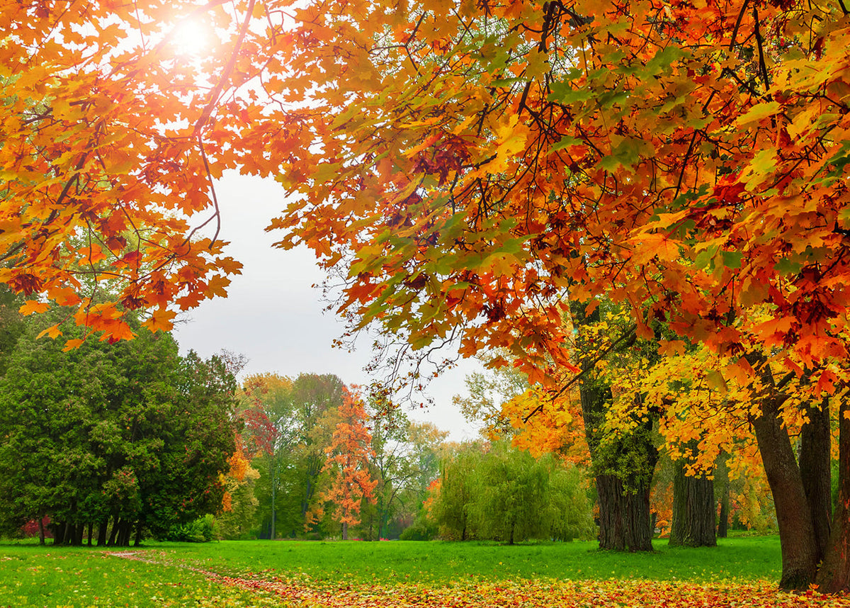 Blown away by autumn's beauty