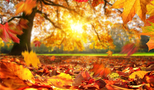 Autumn Offers
