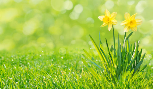 Spring Savings